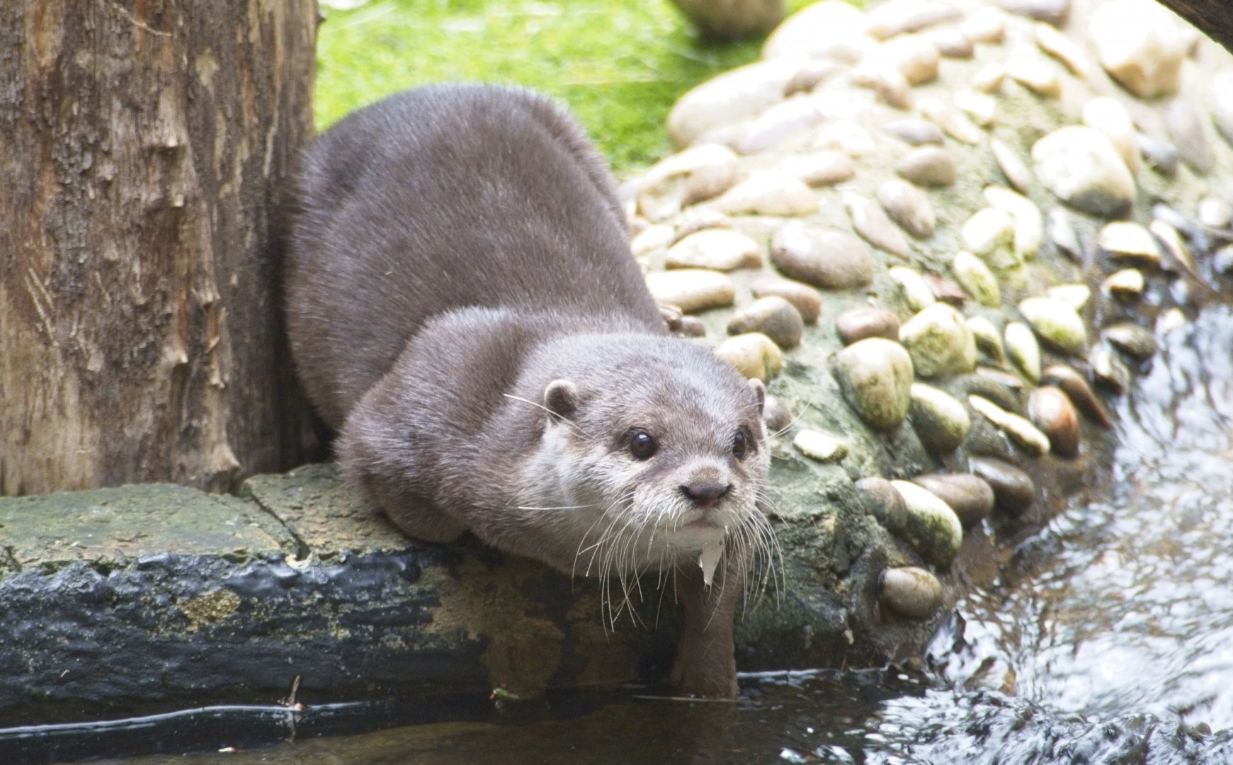 Otter not sure species but probably Asian short clawed.