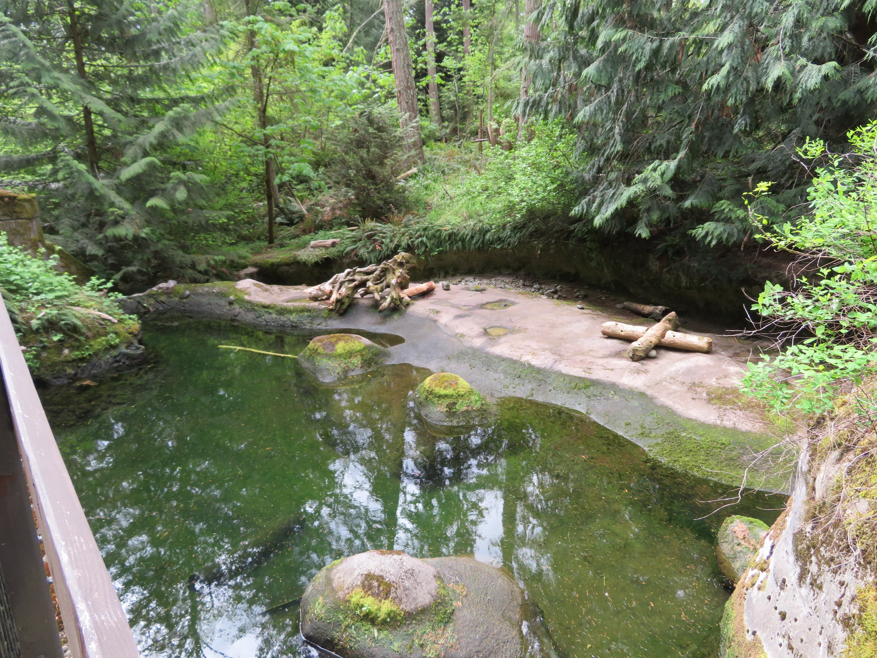 Otter or Beaver Pool