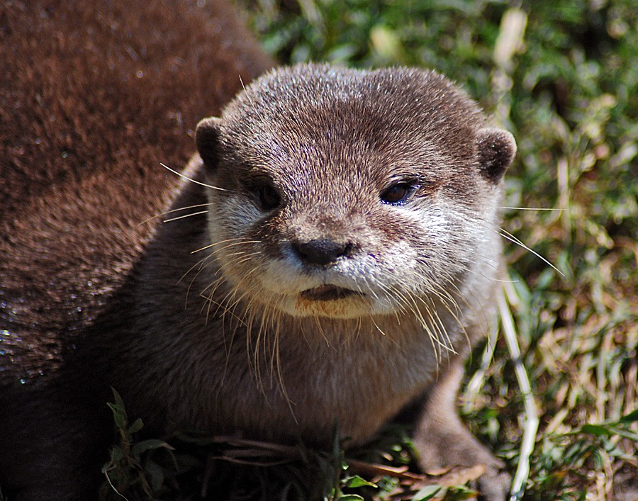 Otter, Oriental Small-clawed