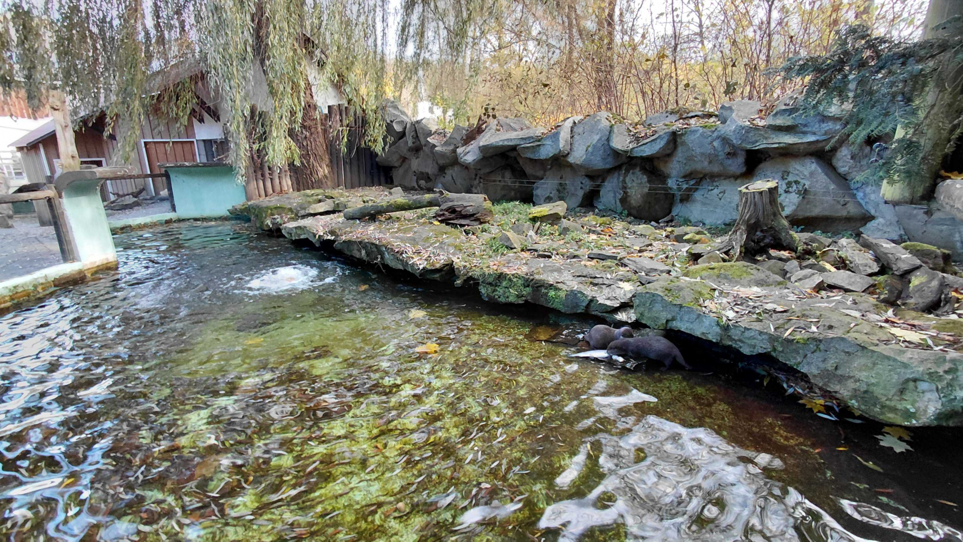 Otter outdoor exhibit