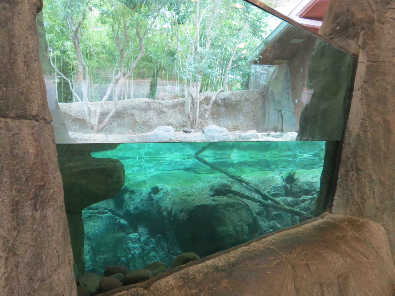 Otter Outpost - Asian Small-clawed Otter Exhibit
