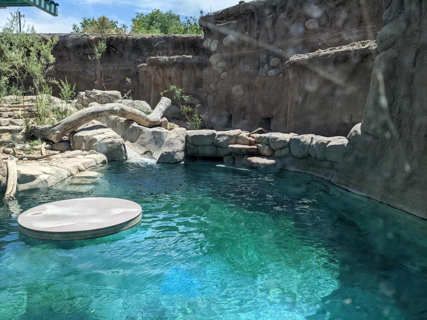 Otter outside habitat