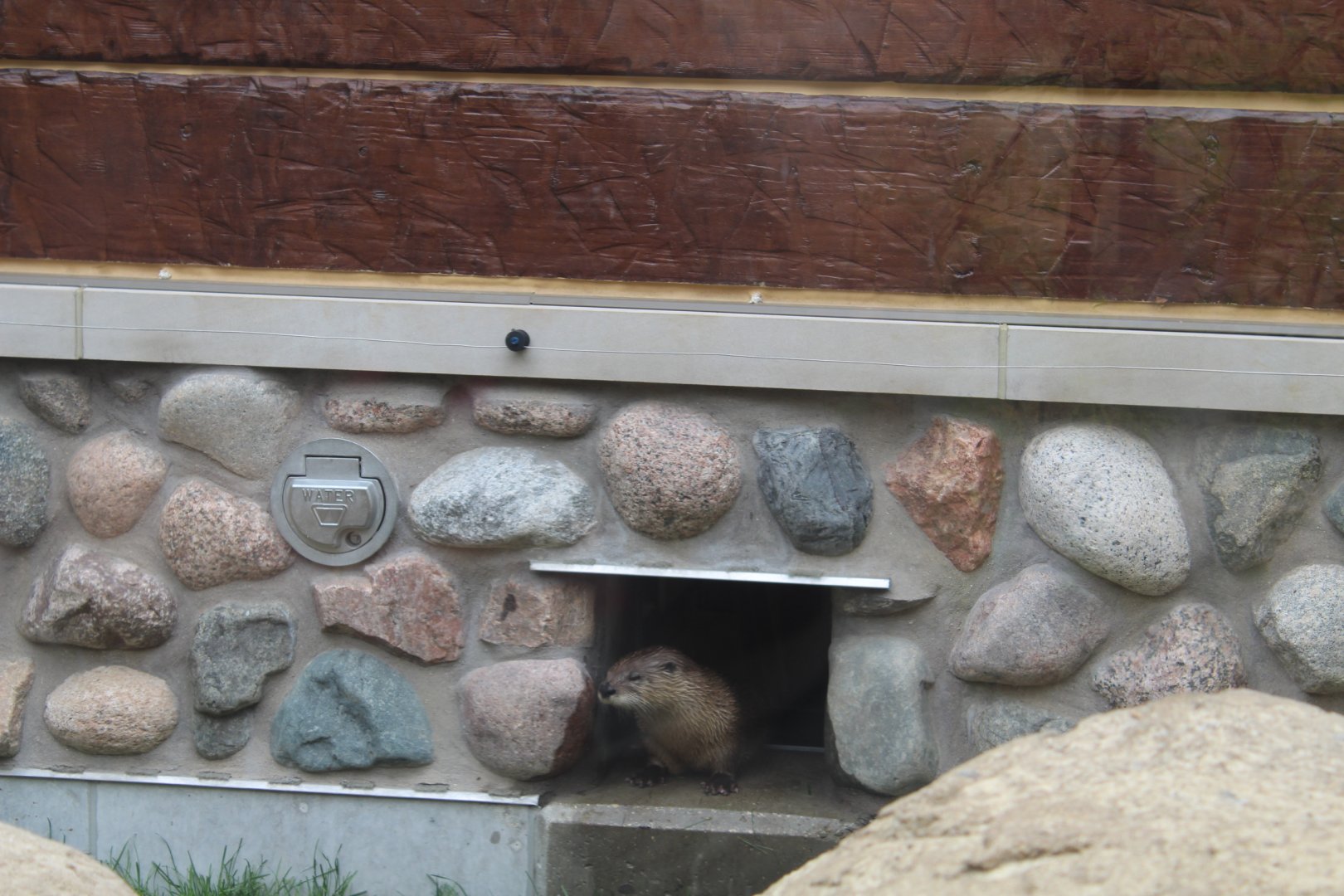 Otter Passage - River Otter Poking her Head Out
