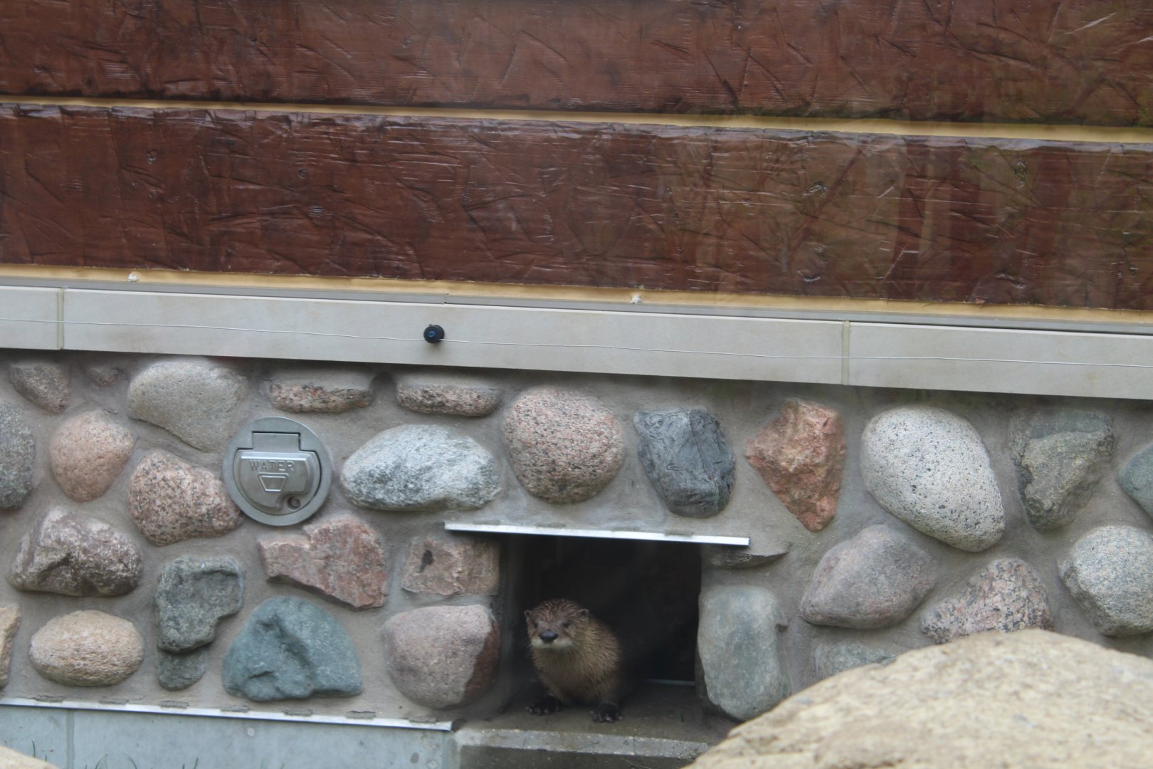 Otter Passage - River Otter Poking her Head Out