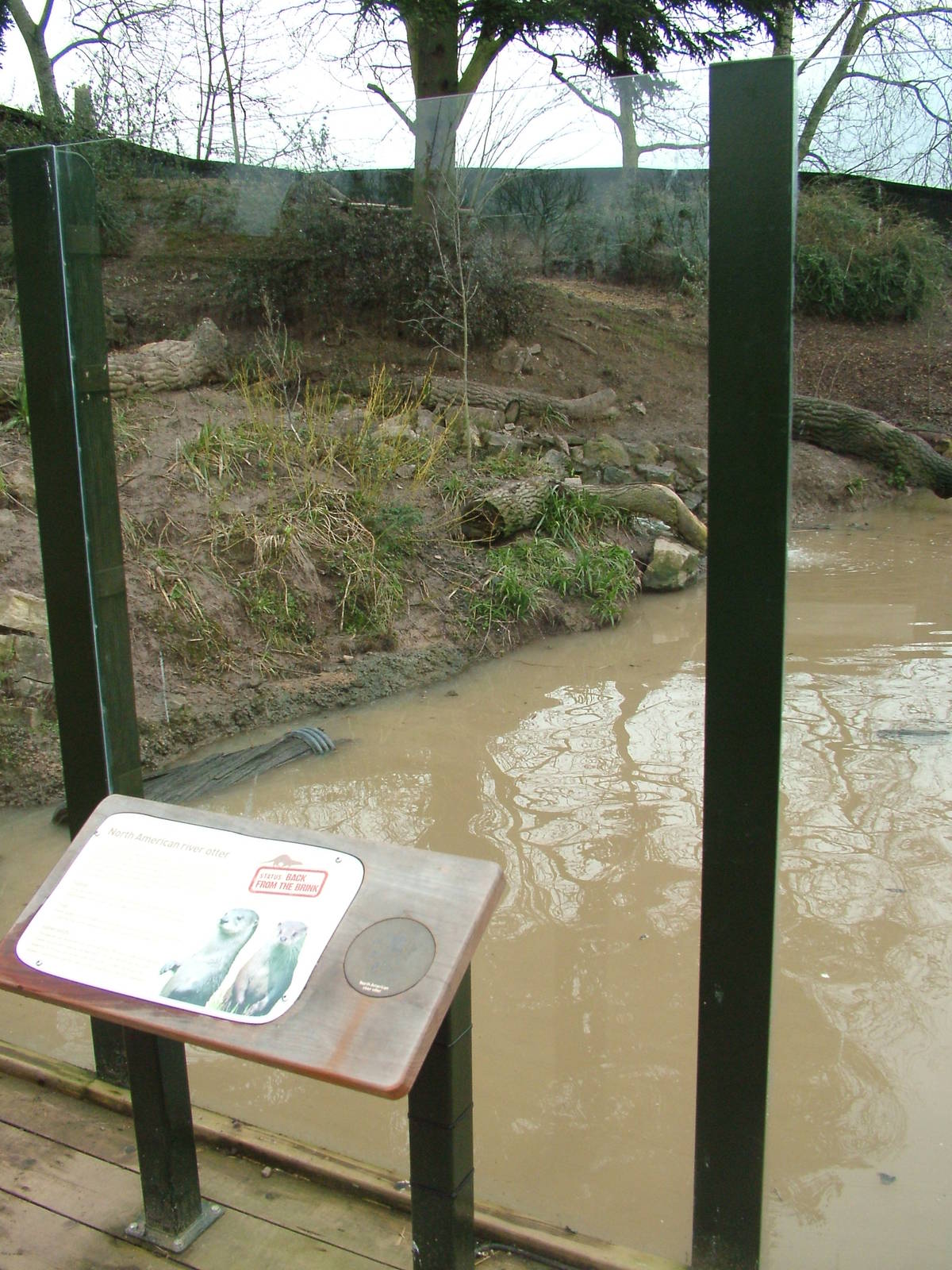 Otter Pool at Slimbridge 06/02/10