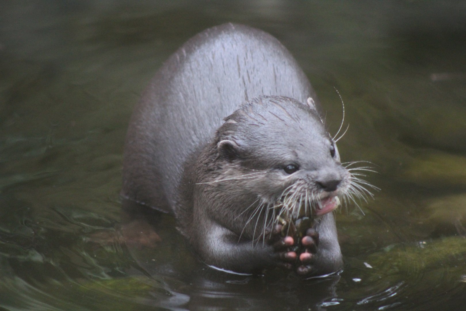 Otter Pup
