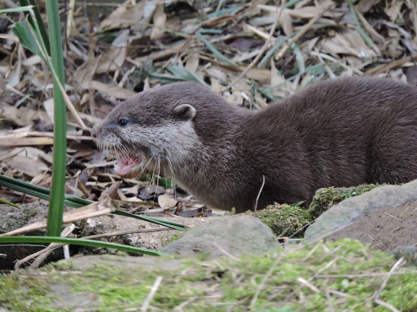 Otter Pup