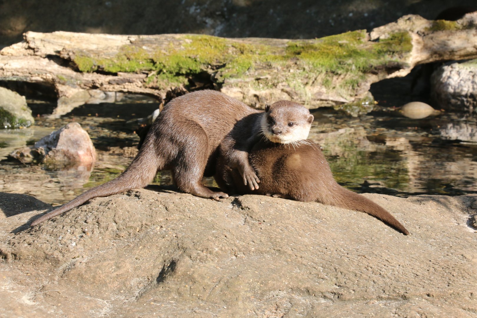 Otter & Pup