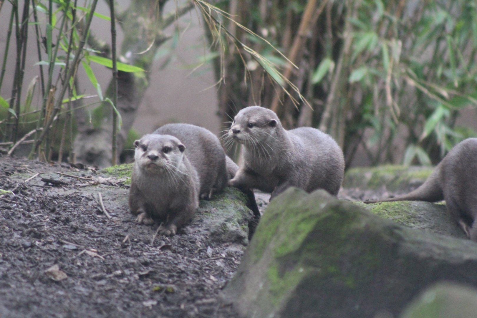 Otter Pups