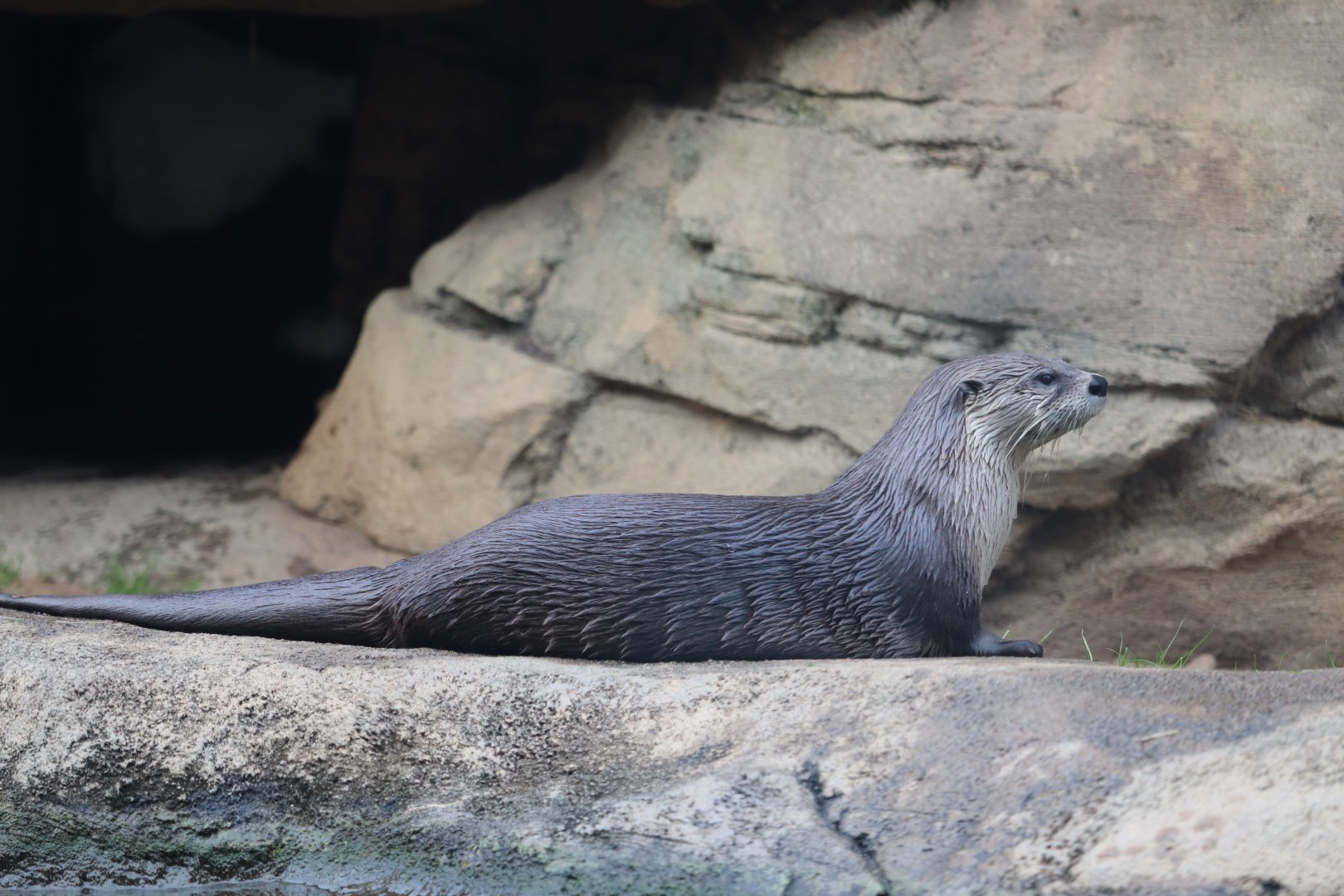 Otter Run - North American River Otter
