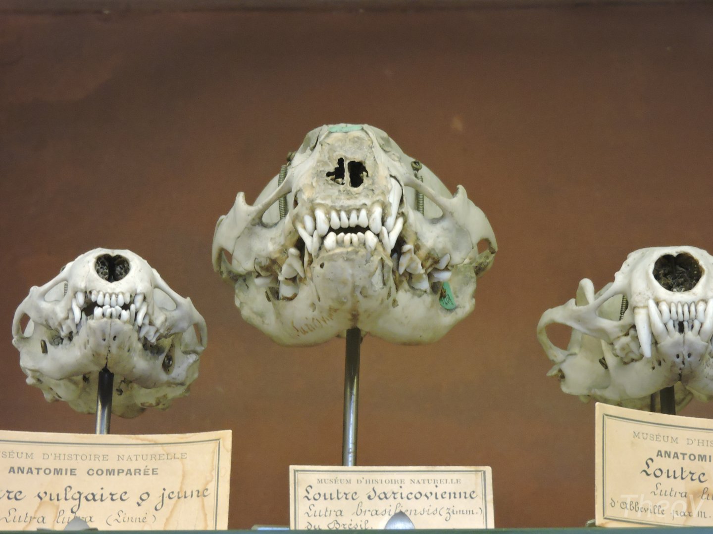 Otter skulls [2015]