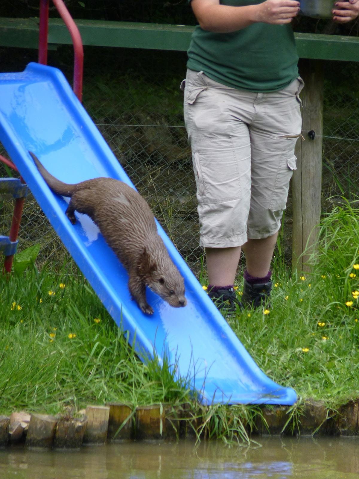 Otter Slide