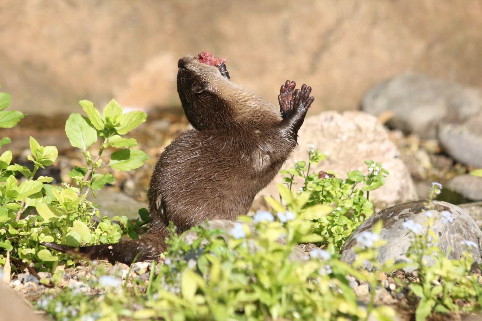 Otter Swaallowing Fish