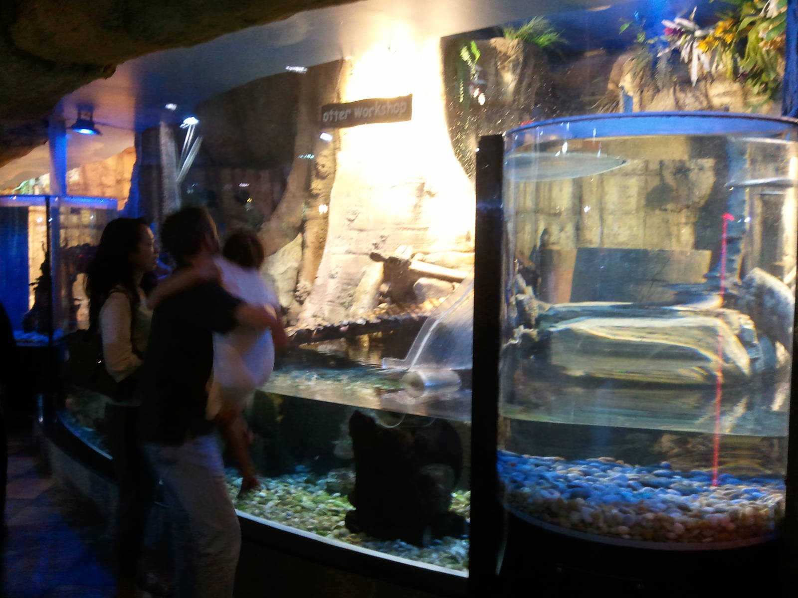 Otter Tank in Underwater Zoo