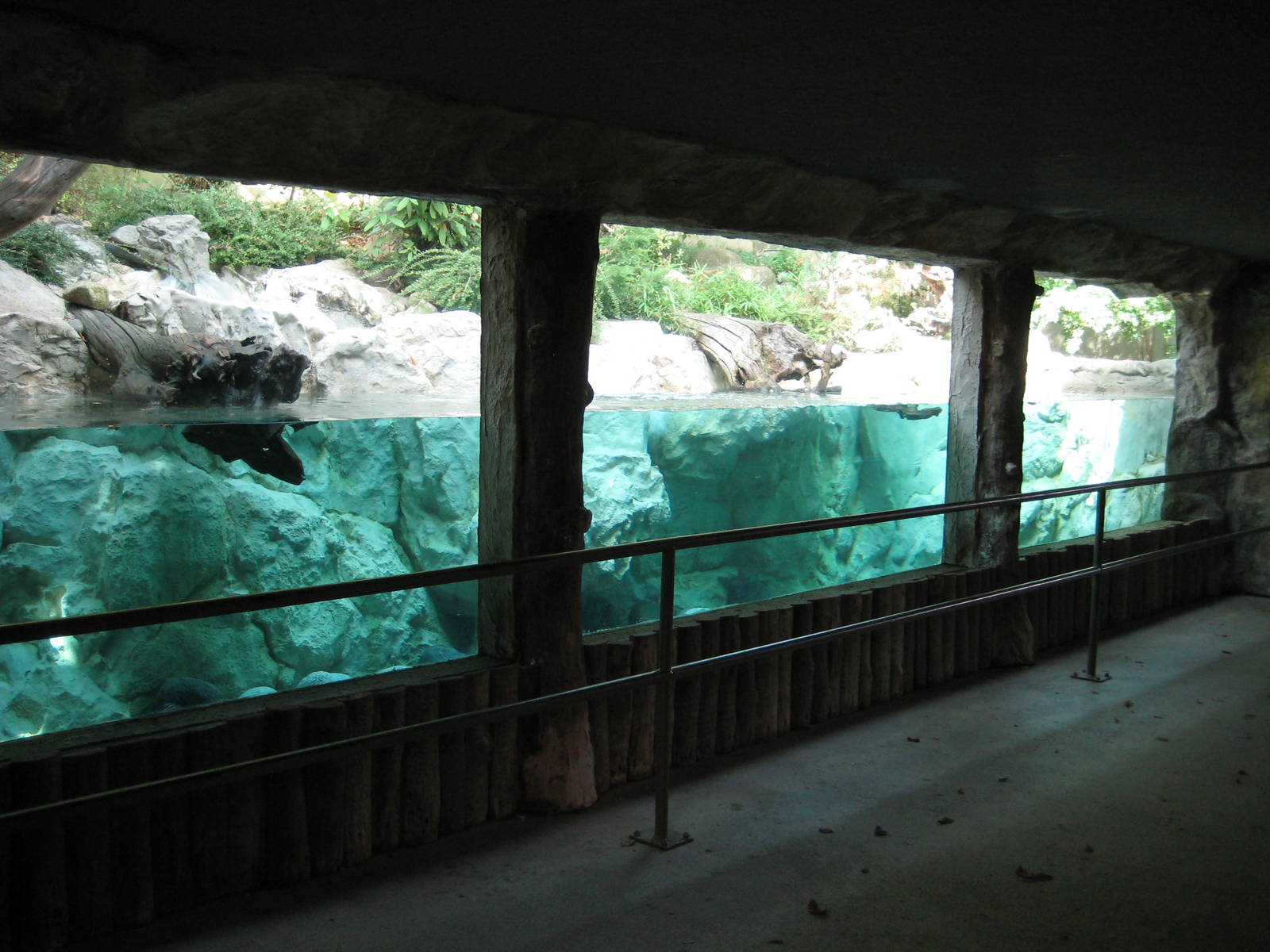 Otter underwater gallery