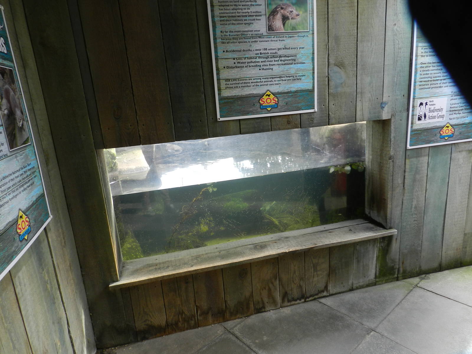 Otter Underwater Viewing Area at SEA LIFE Scarborough - 26/08/2012
