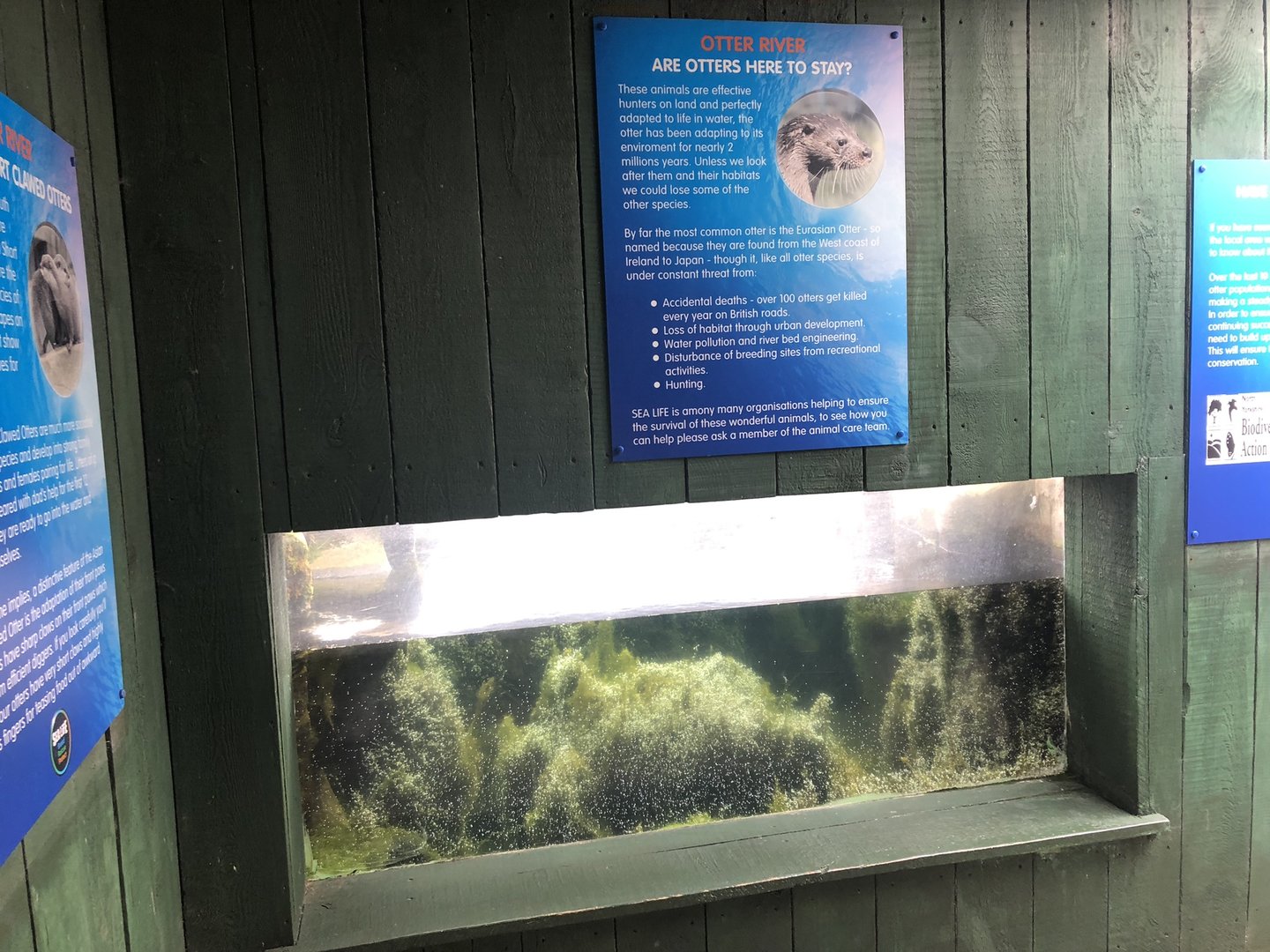 Otter Underwater Viewing Area at SEA LIFE Scarborough (September 2022)