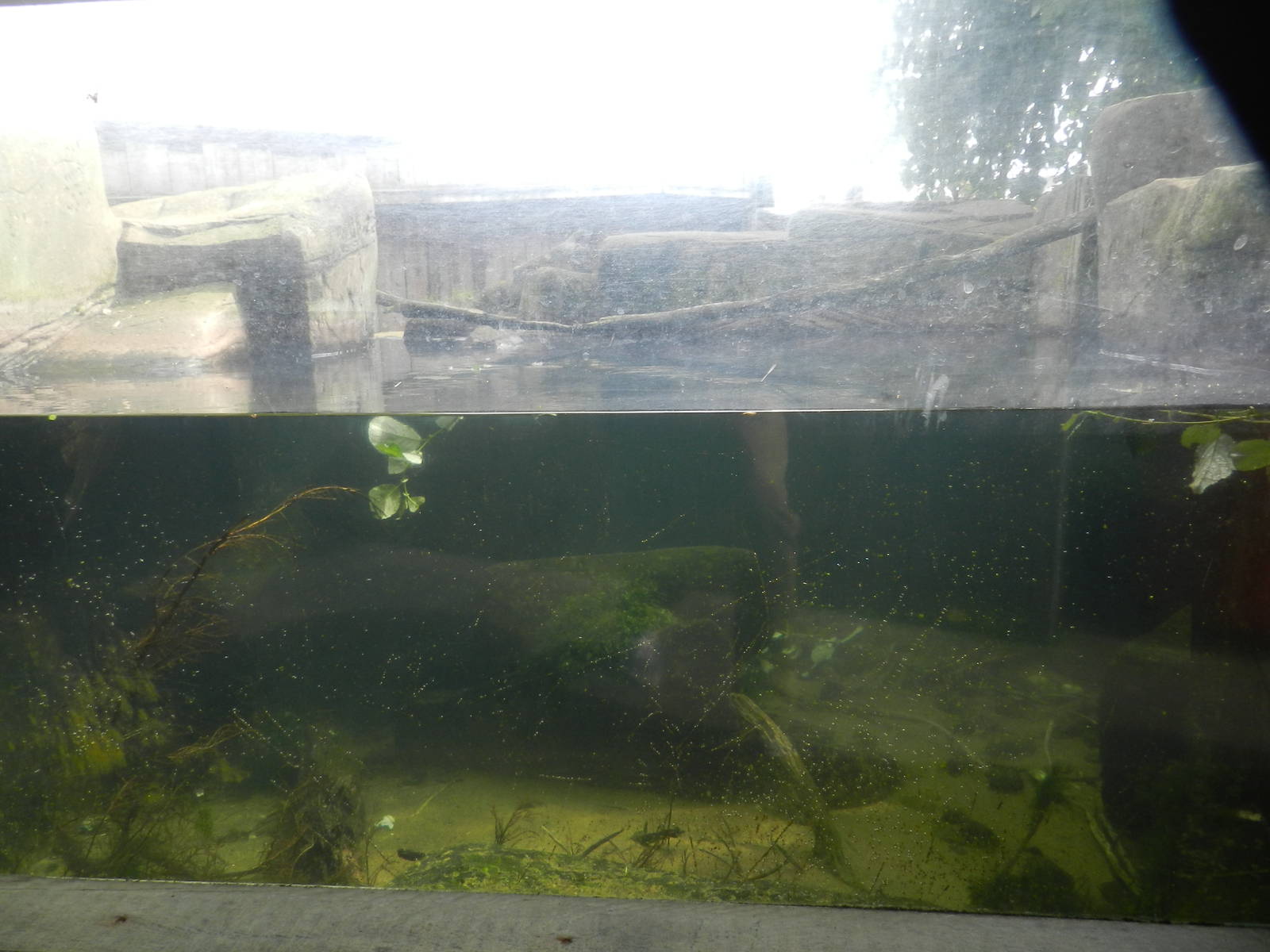 Otter Underwater Viewing at SEA LIFE Scarborough - 26/08/2012
