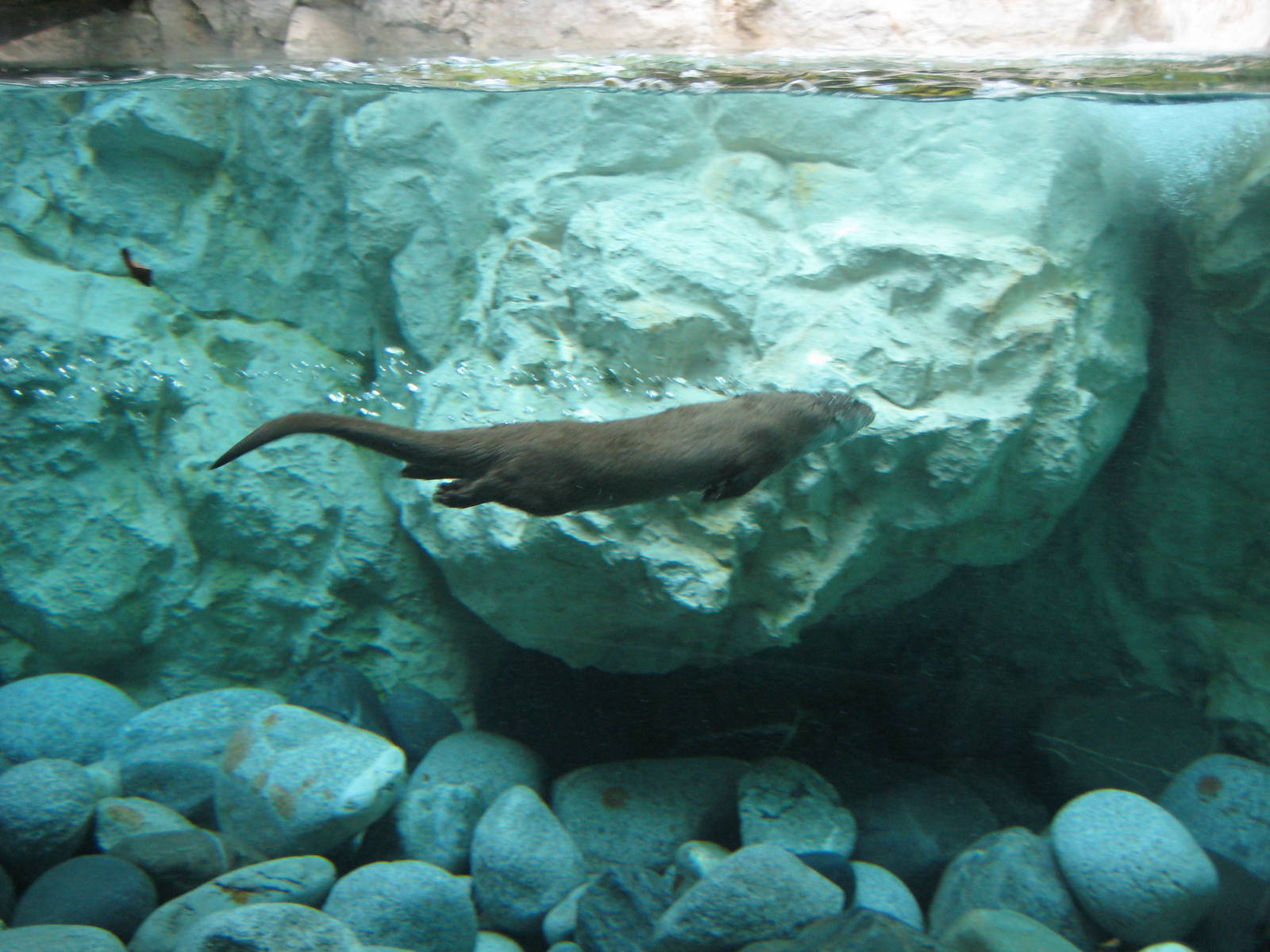 Otter underwater