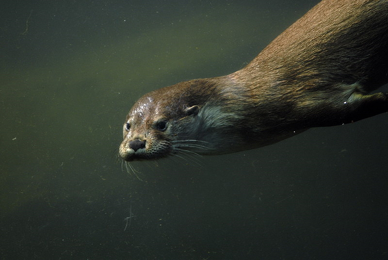 Otter underwater