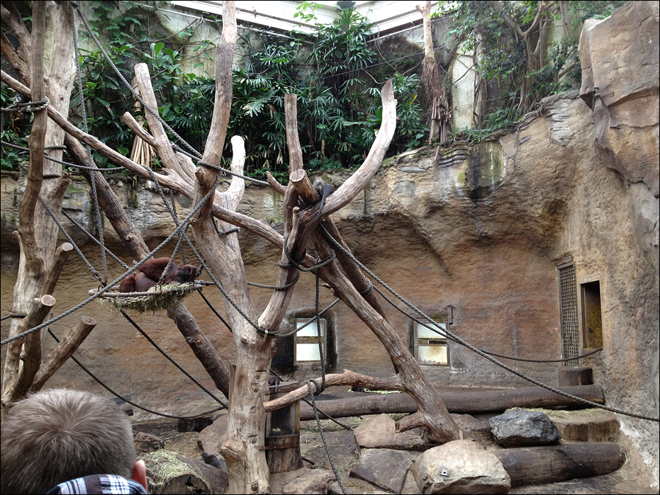 Otter up in a tree at Münster