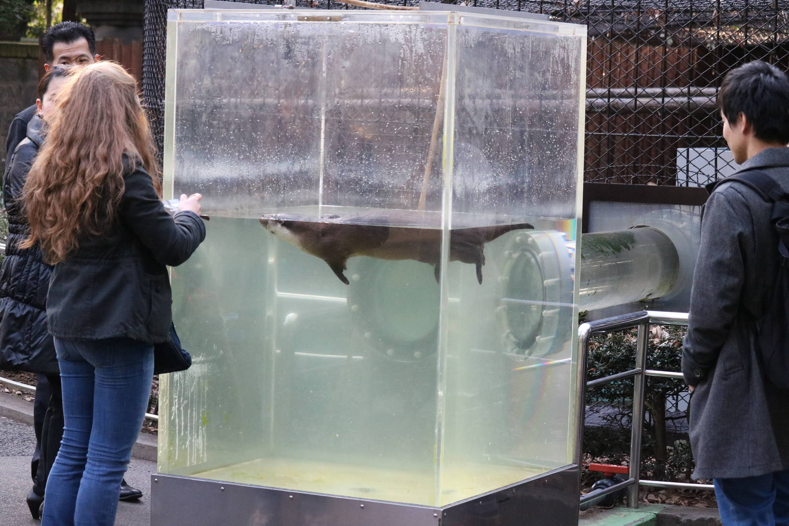 Otter using tube system, February 2016