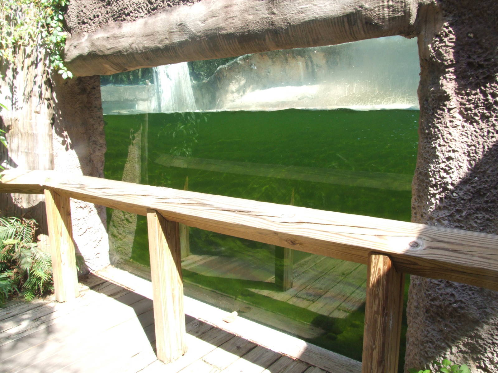 Otter Viewing  at Lowry Park, 13/10/13