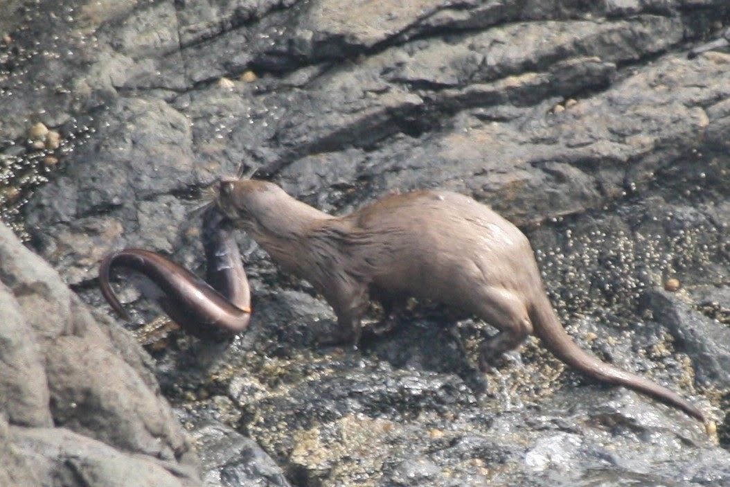 Otter vs Conger Eel