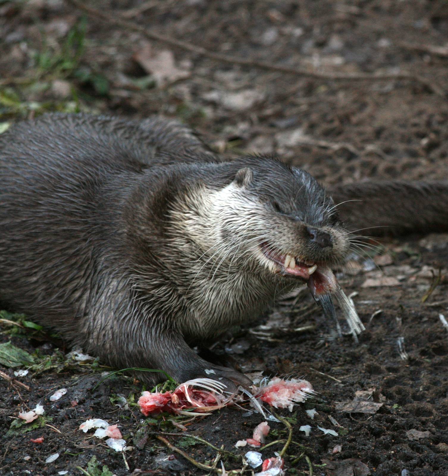 Otter vs. Fish