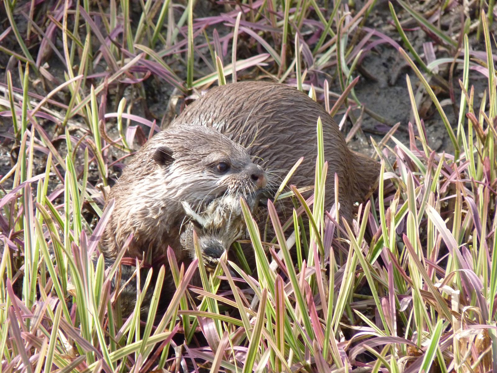 Otter with Duckling Prey