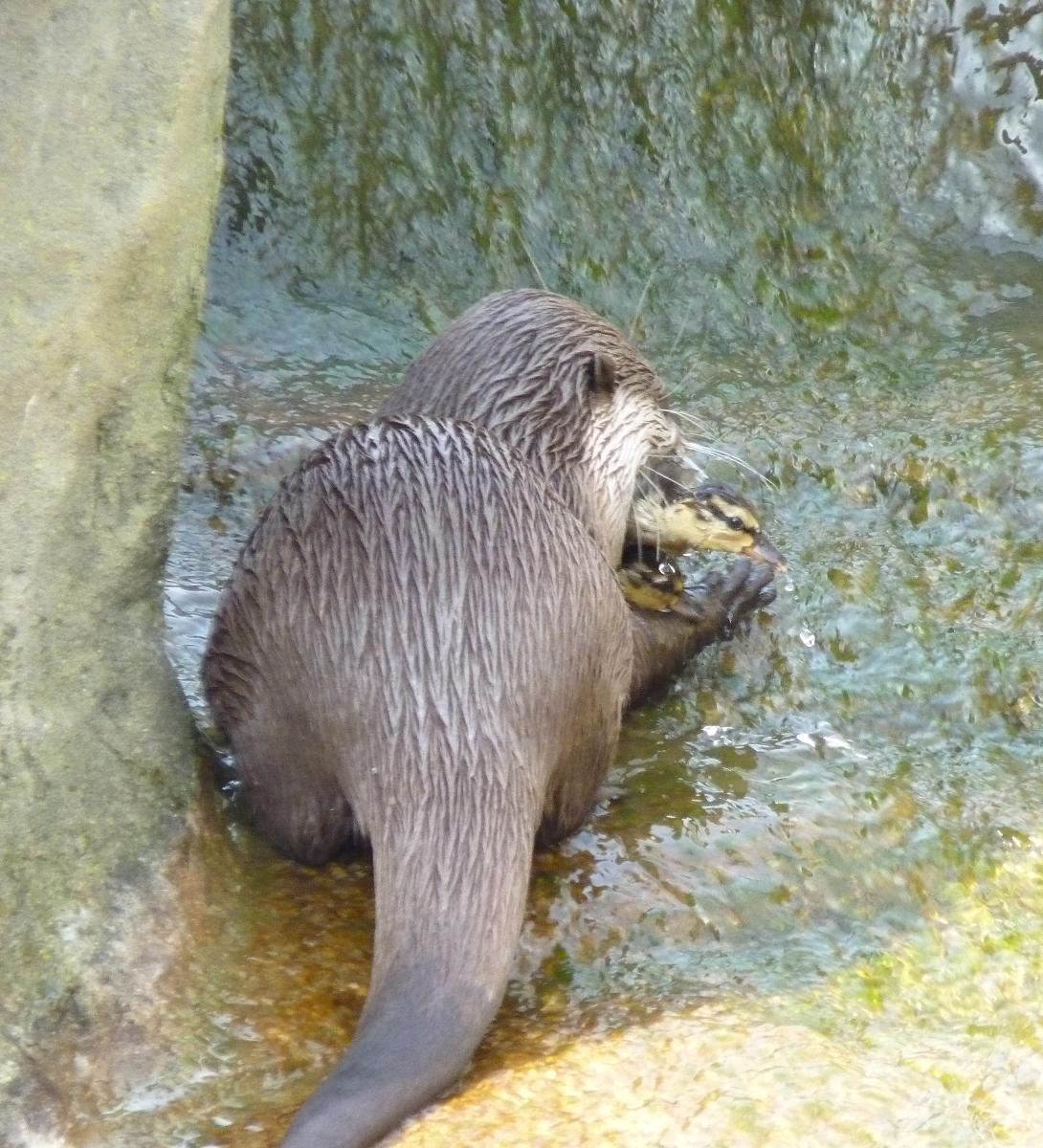Otter with Duckling Prey