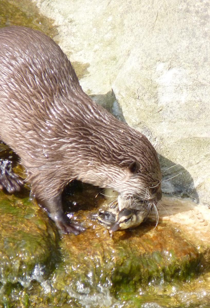 Otter with Duckling Prey