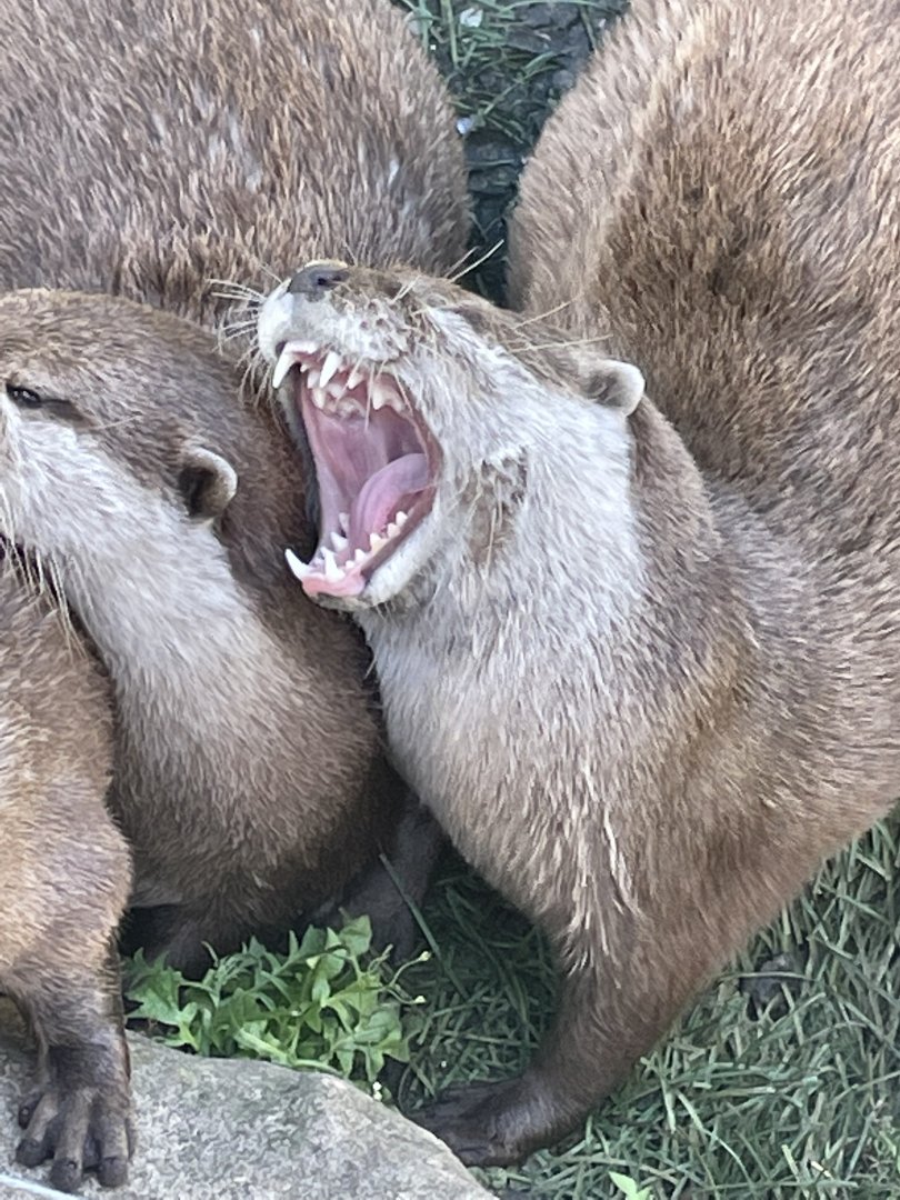 Otter yawn