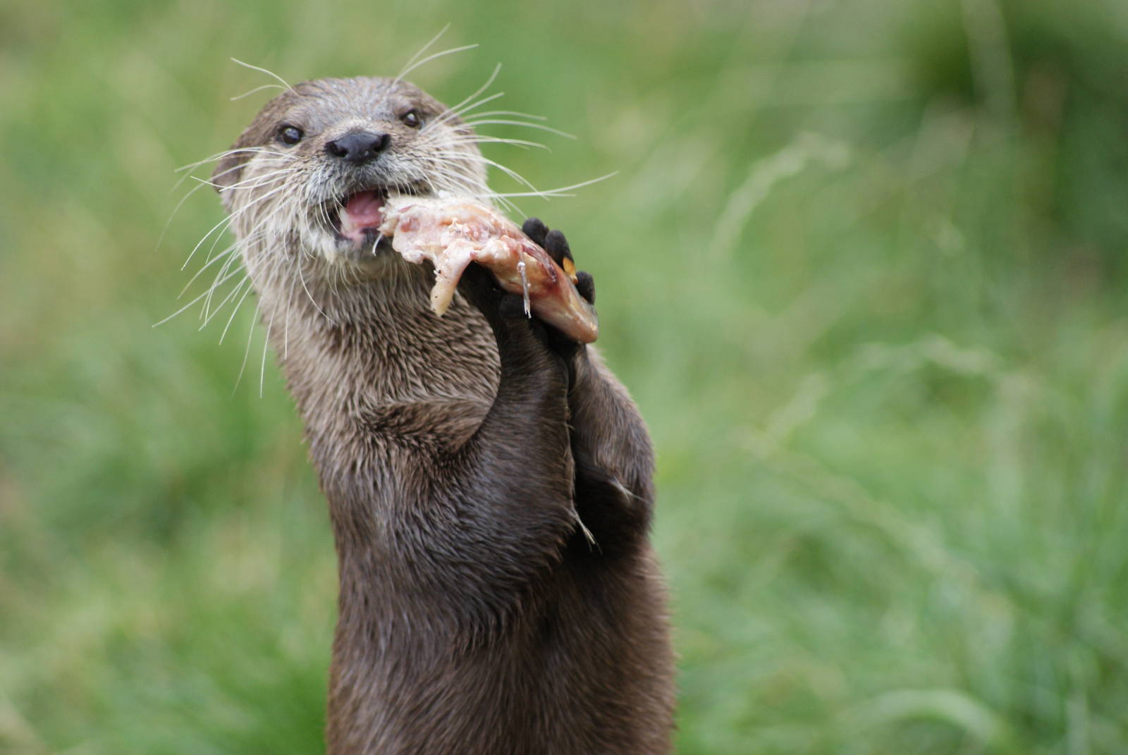 Otter
