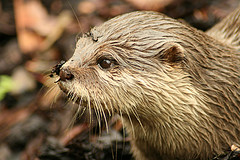 Otter