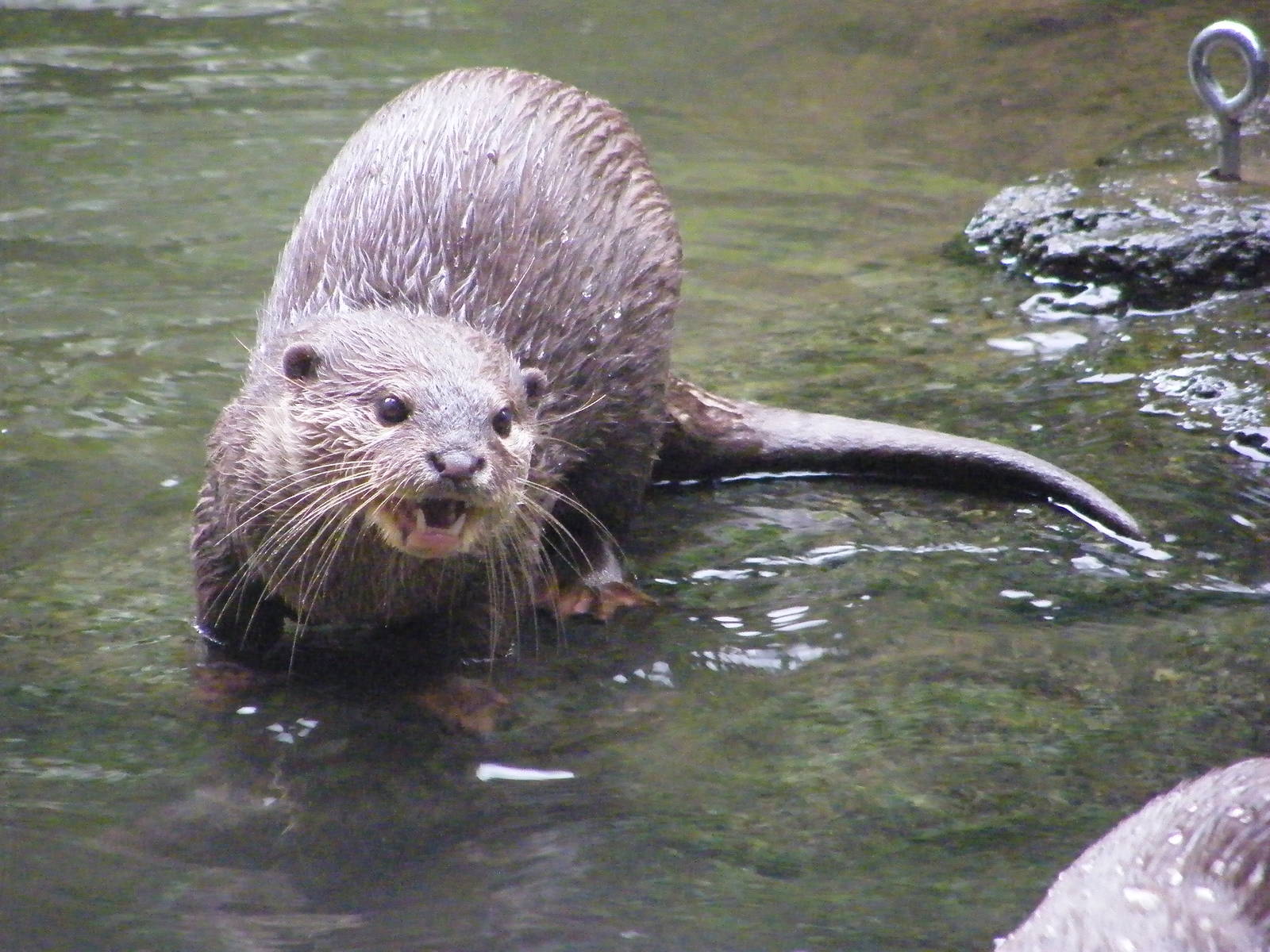 Otter