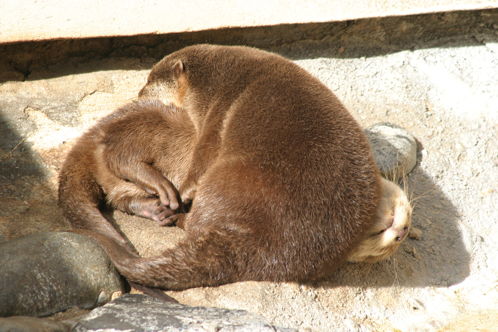 Otter