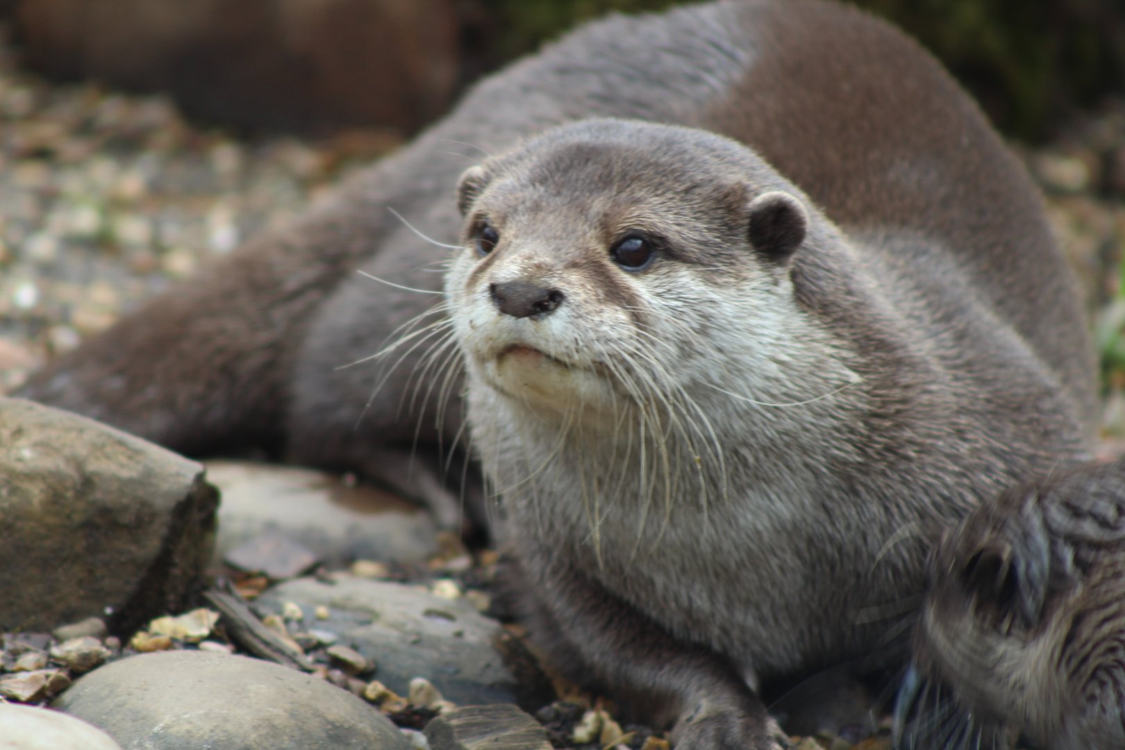 Otter