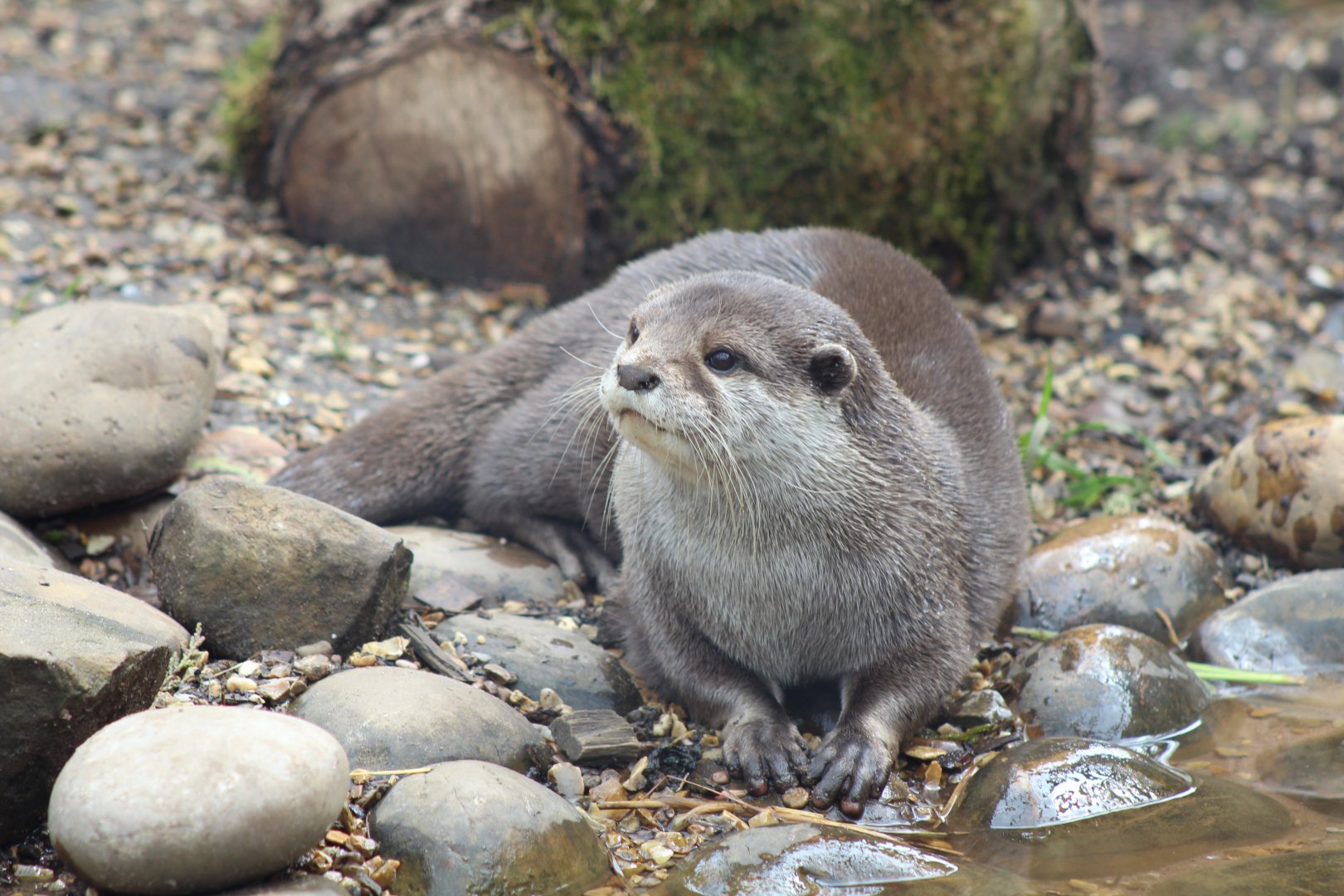 Otter