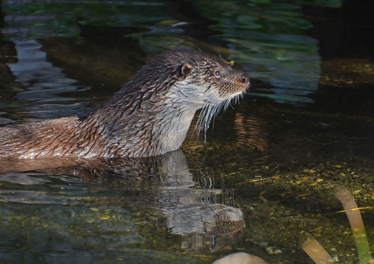 Otter