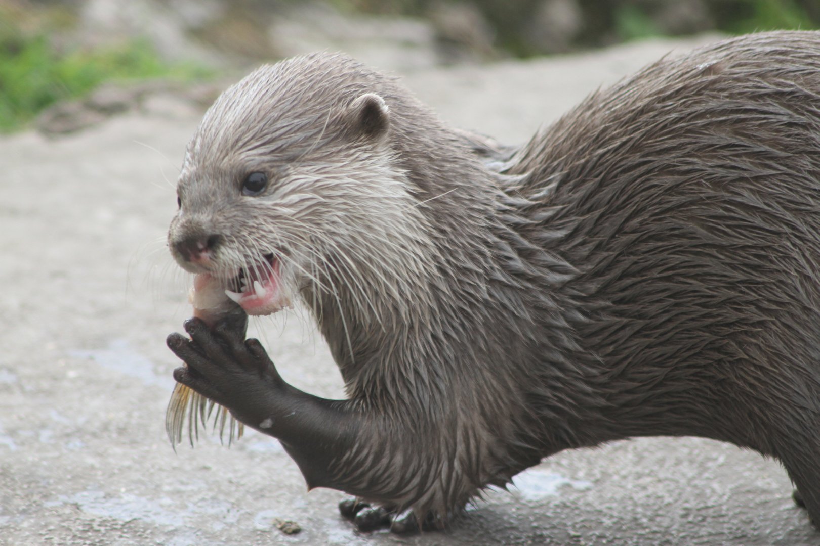 Otter