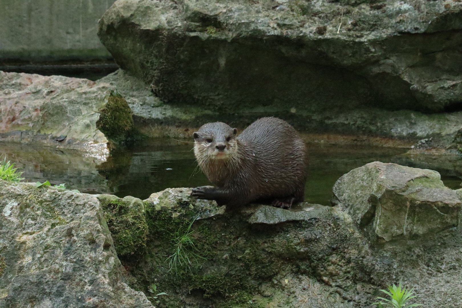 Otter