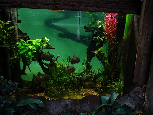Otterhaus  - tank for red piranha and cardinal tetra (07/22)