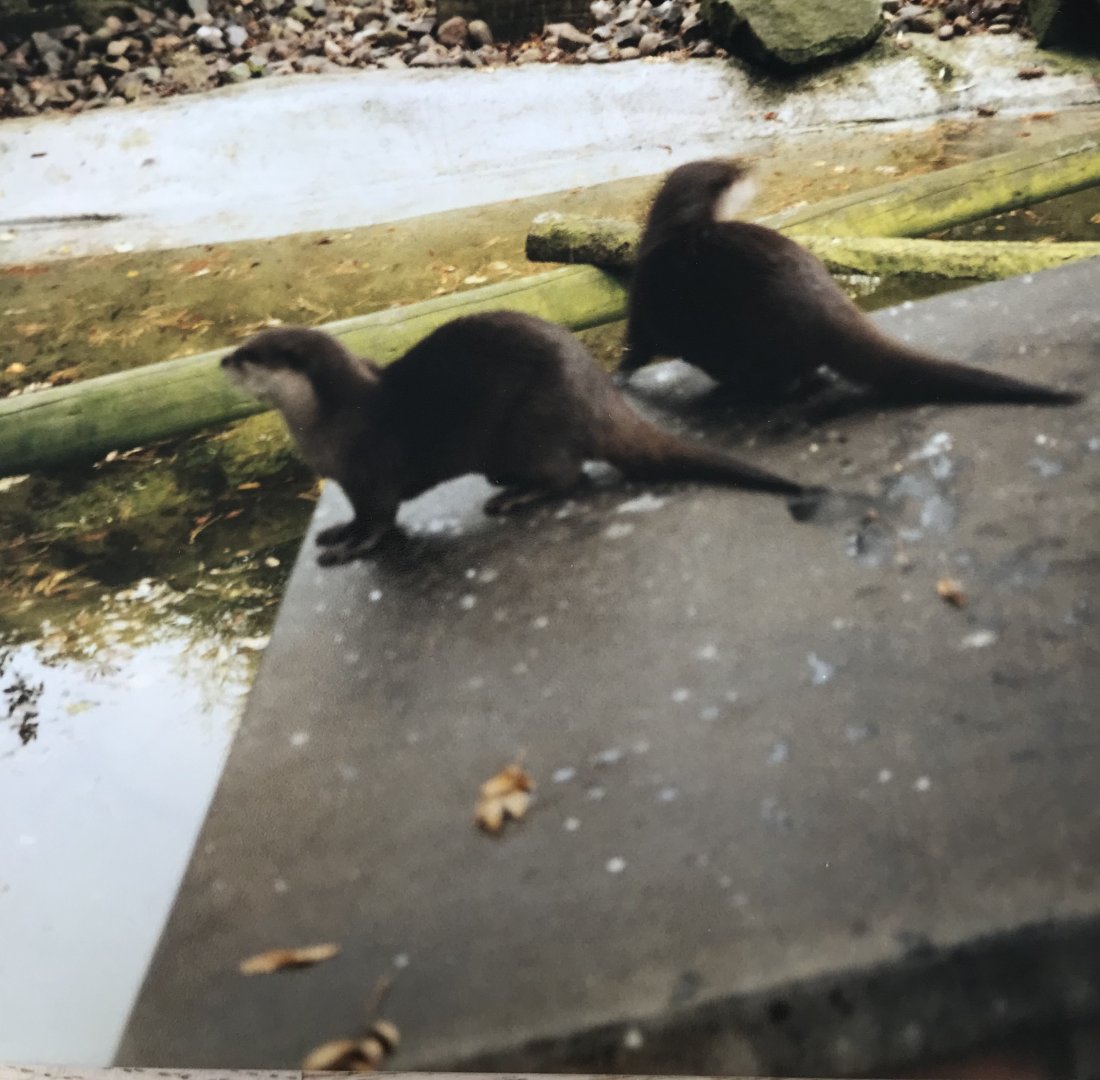 Otters 1990s