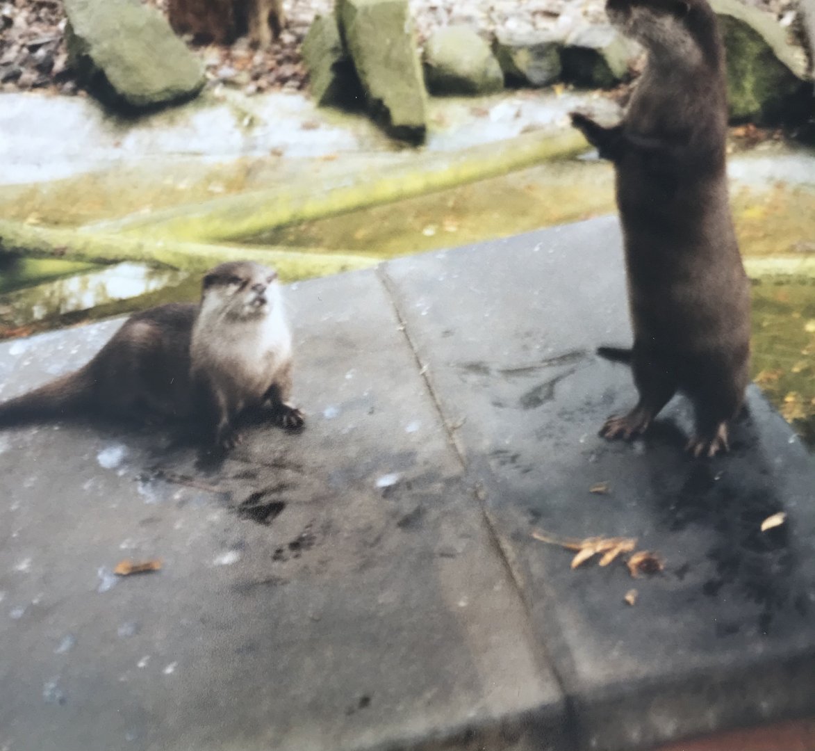 Otters 1990s