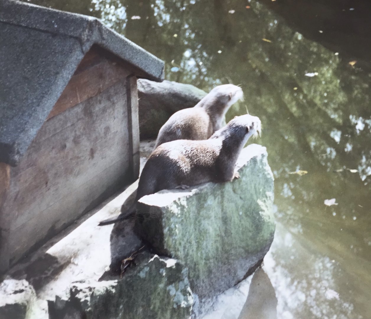 Otters 1990s