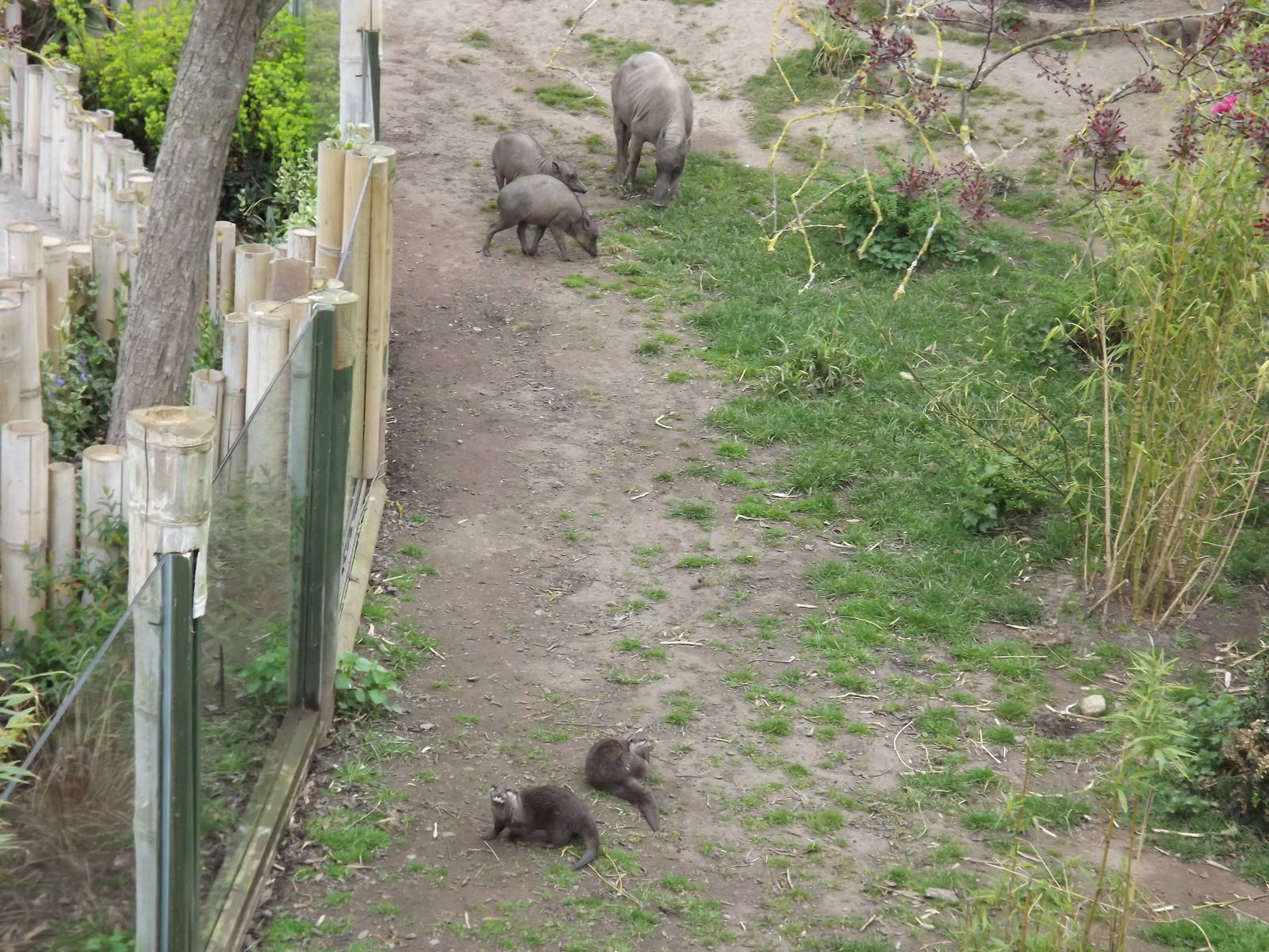 Otters and Babirusa at Chester Zoo 31/03/12