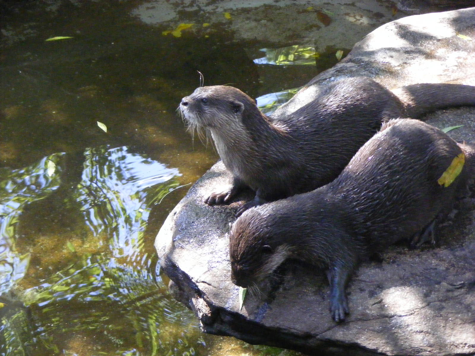 Otters - April, 2010