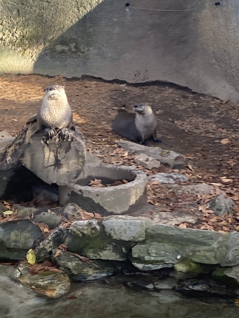 Otters at Beardsley Zoo 12/5/21