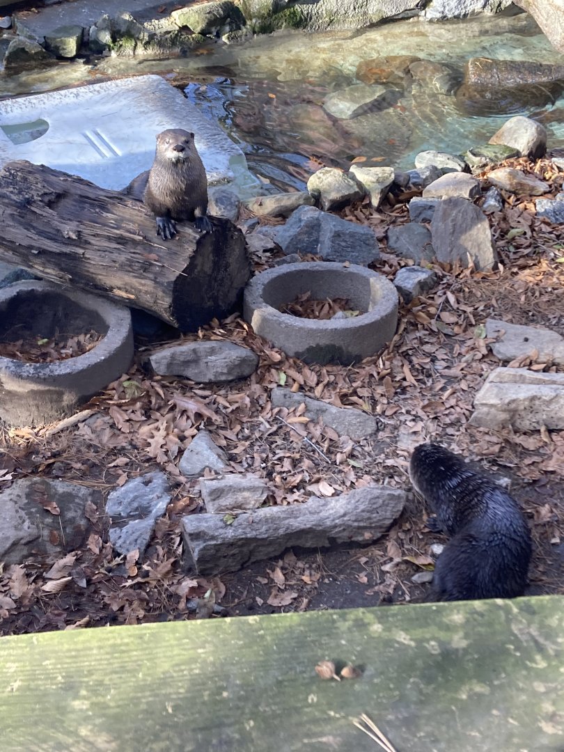 Otters at Beardsley Zoo 12/5/21
